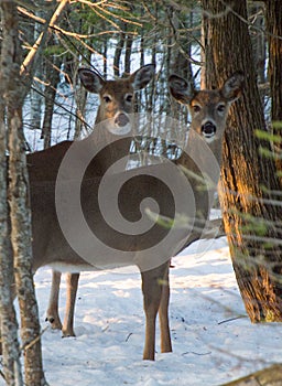 Two White tail deer standing under trees in wintertime