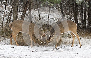 Two white-tailed deer bucks fighting each other on a snowy day