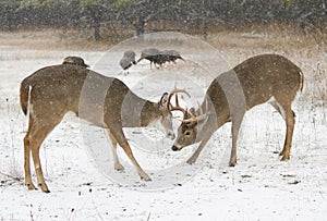 Two white-tailed deer bucks fighting each other on a snowy day
