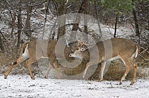 Two white-tailed deer bucks fighting each other on a snowy day
