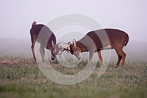 Two white-tailed deer bucks in fog