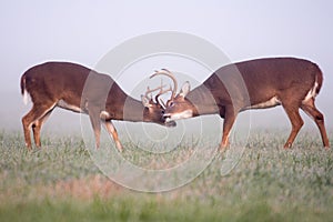 Two white-tailed deer bucks in fog
