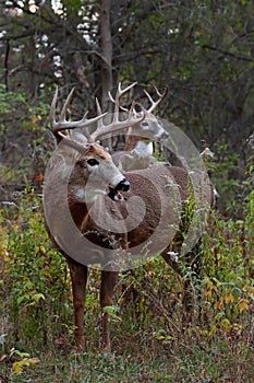 Two white-tailed deer bucks in the forest