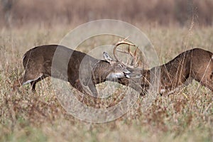 Two white-tailed deer bucks sparring