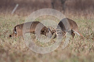 Two white-tailed deer bucks sparring