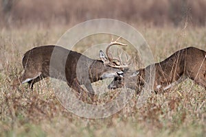 Two white-tailed deer bucks sparring