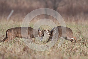 Two white-tailed deer bucks sparring