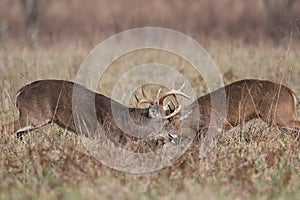 Two white-tailed deer bucks sparring