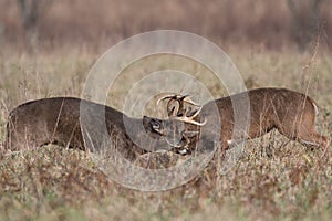 Two white-tailed deer bucks sparring