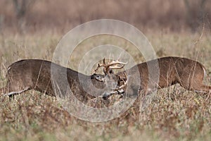 Two white-tailed deer bucks sparring