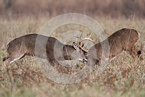 Two white-tailed deer bucks sparring