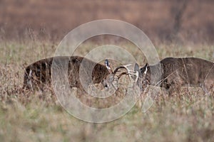 Two white-tailed deer bucks sparring