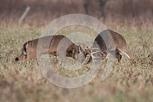Two white-tailed deer bucks sparring photo