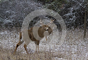 Two White-tailed deer bucks standing in the winter snow in Canada