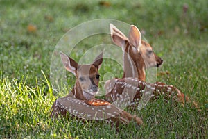 Two white-tailed deer fawns bedded down