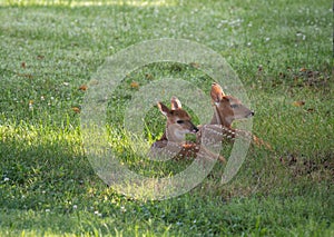 Two white-tailed deer fawns bedded down photo