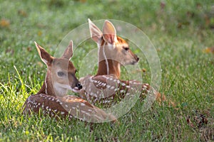 Two white-tailed deer fawns bedded down photo