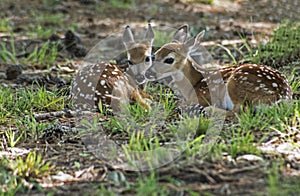 Two white tailed deer fawns laying in green grass.