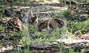 Two white tailed deer fawns laying in green grass.