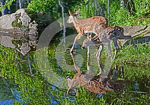 Two White tailed deer fawns reflections in water.