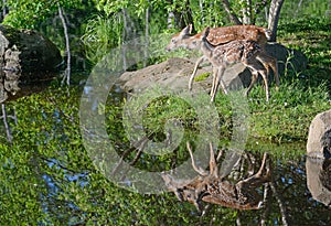 Two White tailed deer fawns reflections in water.