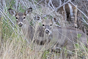 Two white tailed deer  fawns, Texas
