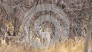 Two White-tailed Deer in a Forest