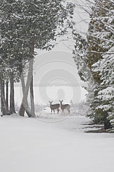 Two White tailed deer standing on frozen shore of lake huron in