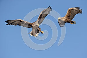 Two white-tailed eagles