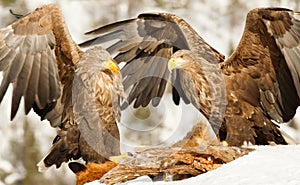 Two White-tailed eagles fighting while feeding