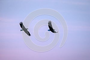 Two white-tailed eagles in flight, eagle flying against colorful sky with clouds in Hokkaido, Japan, silhouette of eagle at sunris