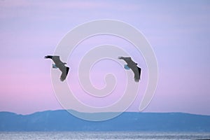 Two white-tailed eagles in flight, eagle flying against colorful sky with clouds in Hokkaido, Japan, silhouette of eagle at sunris