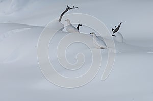 Two White-tailed Ptarmigan Lagopus leucura in winter camouflaged against snow