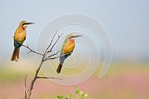 Two white throated bee eaters