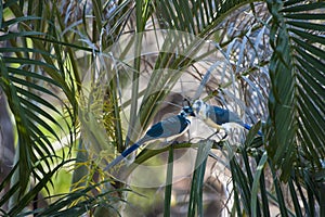 Two White-throated magpie-jays in the Palm Trees