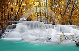 Two white tiger at Waterfall in deep rain forest jungle