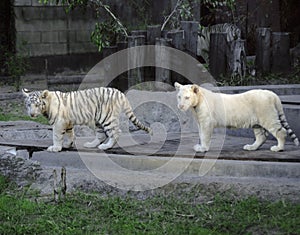 Due bianco tigri 