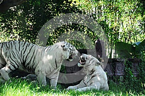 Two white tigers fighting. Bali, Indonesia.