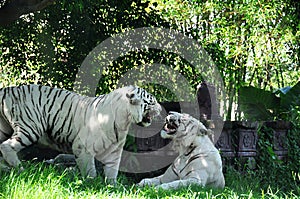 Two white tigers fighting. Bali, Indonesia. photo