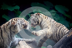Two white tigers in slapstick