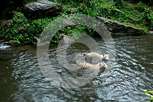 Two white tigers swim in a lake in the jungles of Asia