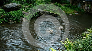 Two white tigers swim in a lake in the jungles of Asia