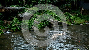 Two white tigers swim in a lake in the jungles of Asia