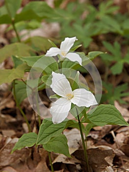 Gorgeous Pure White Trillium Flowers on Forest Floor photo