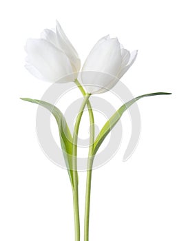 Two white Tulips isolated on white background