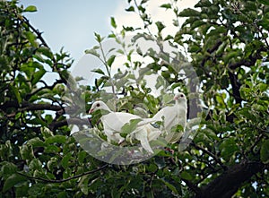 Two white turtle doves Streptopelia roseogrisea sitting on tree branch. Couple of these birds is symbol of romantic love.