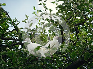 Two white turtle doves Streptopelia roseogrisea sitting on tree branch. Couple of these birds is symbol of romantic love.