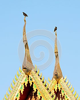 two white-vented mynas