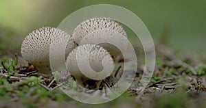 Two white warted puffball mushroom in the forest FS700 Odyssey 7Q 4K