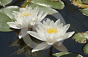 Two white water liliies on water of pond, lilium, recorded in Saint Constantine and Helena resort, Bulgaria.
